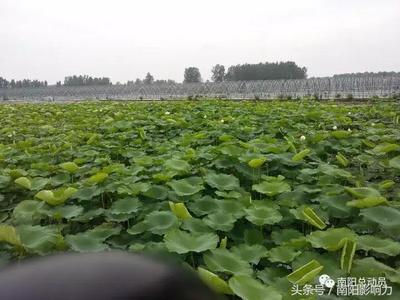 南陽(yáng)農(nóng)業(yè)局,旅游局傾心推薦&ldquo;萬(wàn)畝生態(tài)園&rdquo;旅游線路震撼出爐!