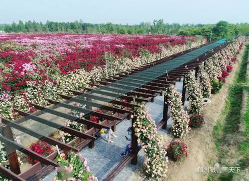 美呆了！邳州再現(xiàn)網(wǎng)紅打卡地——生態(tài)園