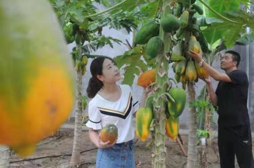 淄博淄川 山東欣澤順富硒生態(tài)園，南果北種繪就鄉(xiāng)村振興的‘硒’望畫卷