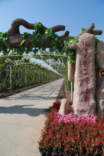 葡萄熟啦！快來創新農業生態園體驗采摘樂趣