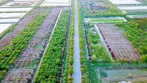 官方賞花攻略發布 荊州8條春季賞花精品線路，生態園美景盡收眼底